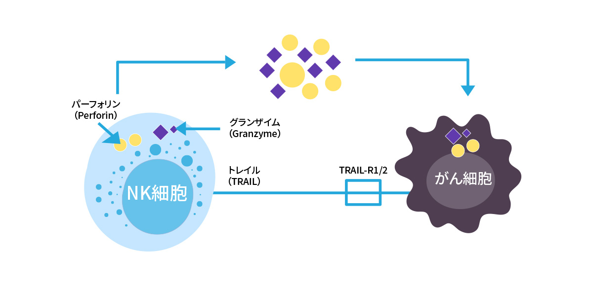 高活性NK細胞 | 医療法人社団 順清会 TCC TOKYO